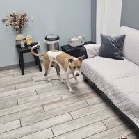Harbor Point Animal Hospital ico