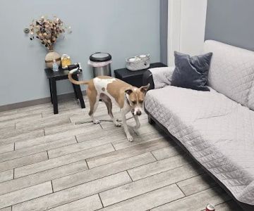 Harbor Point Animal Hospital