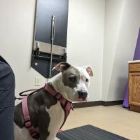 Brawley Animal Hospital ico