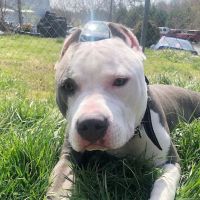 Plaza Animal Hospital ico