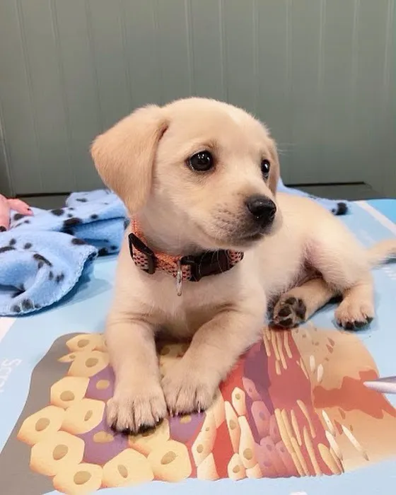 Plaza Animal Hospital 5