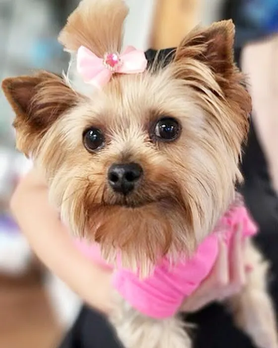 Plaza Animal Hospital 6