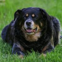 Coddle Creek Animal Hospital ico