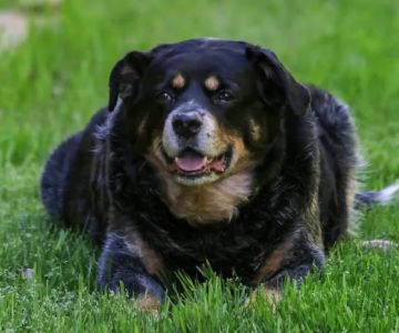 Coddle Creek Animal Hospital