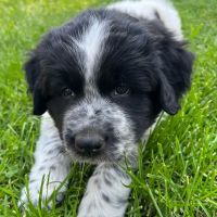 Irvington Veterinary Clinic ico