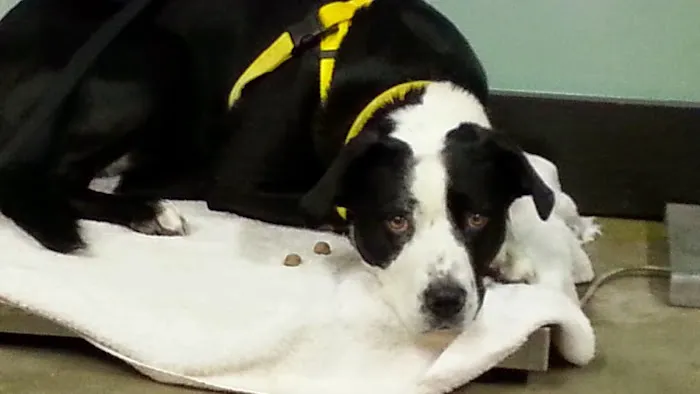 Synergy Veterinary Behavior 5