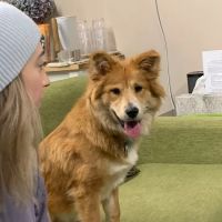 Synergy Veterinary Behavior ico