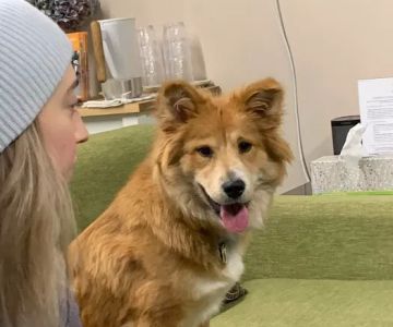 Synergy Veterinary Behavior