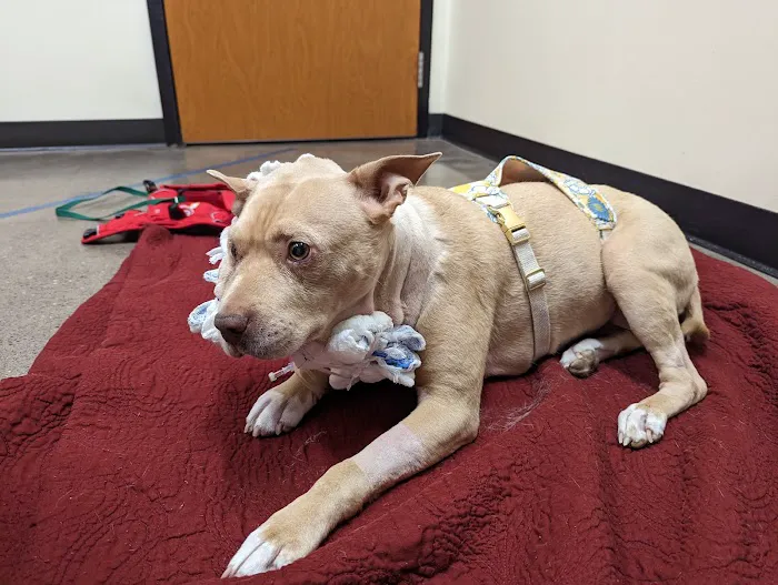 DoveLewis 24/7 Veterinary Emergency Hospital 6