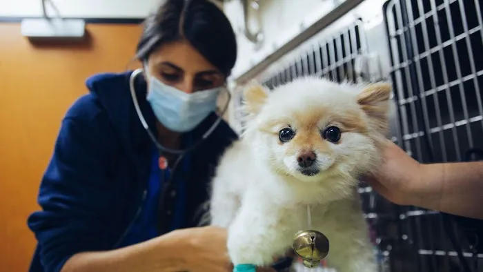 DoveLewis 24/7 Veterinary Emergency Hospital 1