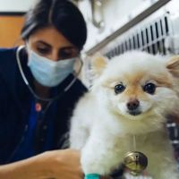DoveLewis 24/7 Veterinary Emergency Hospital ico