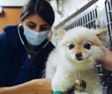 DoveLewis 24/7 Veterinary Emergency Hospital