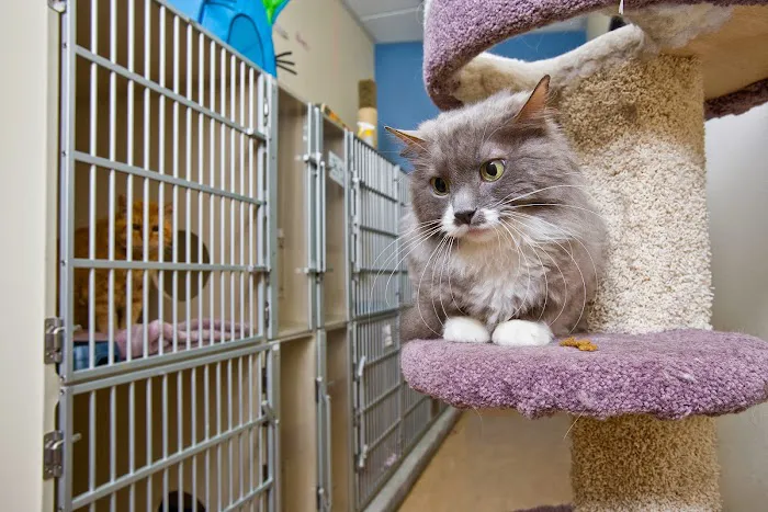 Northwest Neighborhood Veterinary Hospital 5