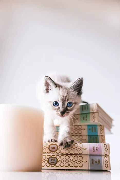 Cathedral Animal Hospital 1