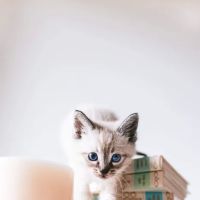 Cathedral Animal Hospital ico