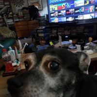 Broadway Veterinary Clinic: Schaad Duane DVM ico