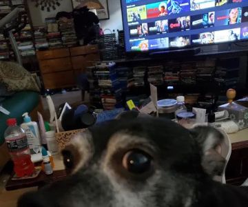 Broadway Veterinary Clinic: Schaad Duane DVM