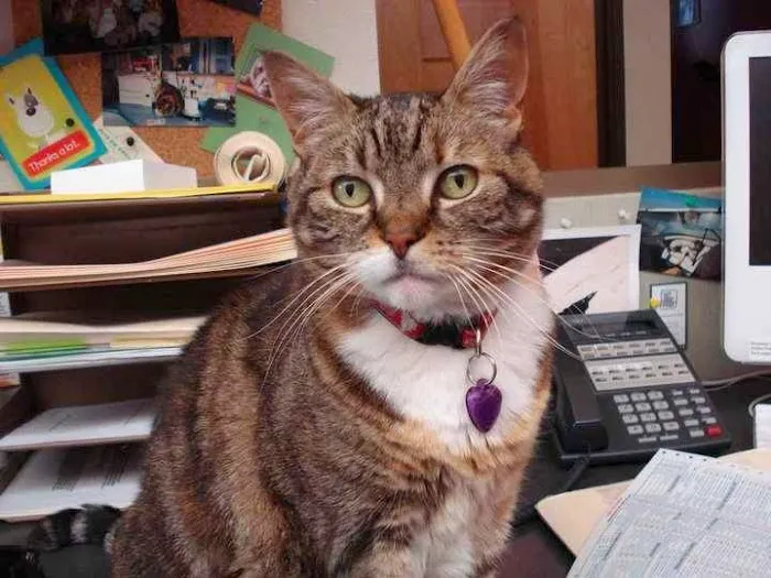Broadway Veterinary Clinic 4