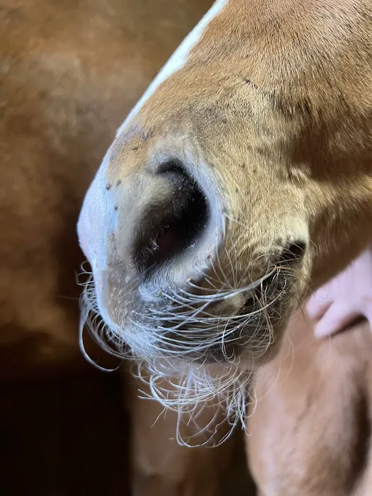 Ridgefield Equine Clinic 12