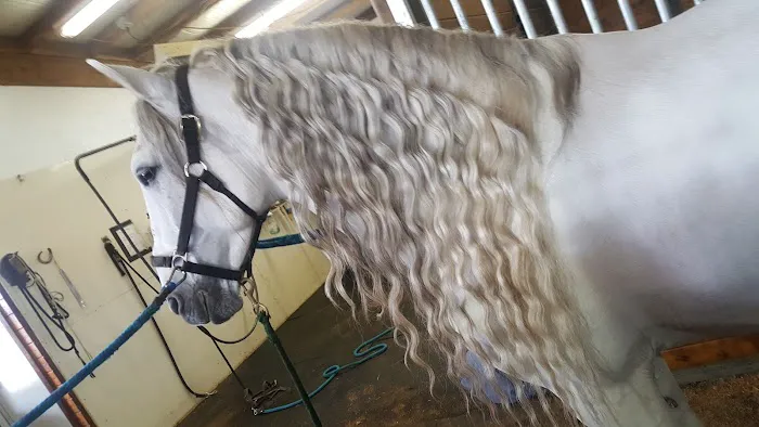Ridgefield Equine Clinic 12