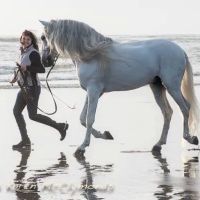 Ridgefield Equine Clinic ico