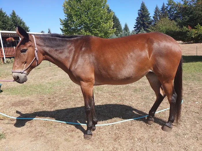 Ridgefield Equine Clinic 12