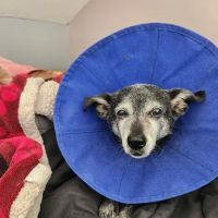 Dogwood Veterinary Dental ico