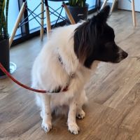 Horizon Veterinary Care ico