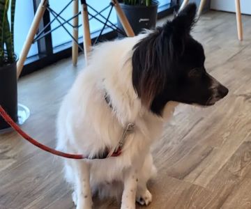 Horizon Veterinary Care