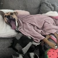 Pacific Northwest Pet ER & Specialty Center ico