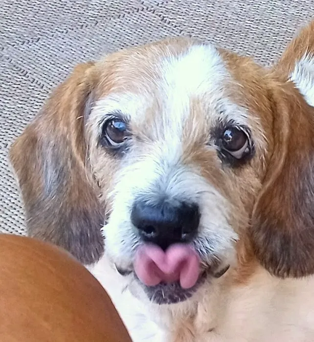 Pet Dental Specialists 12