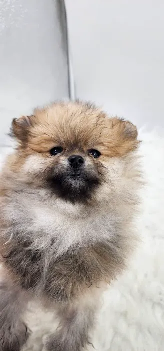 Claus Paws Animal Hospital 12