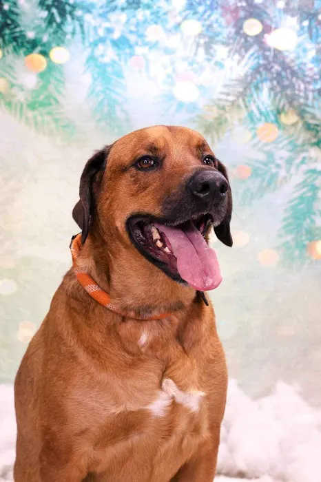 Claus Paws Animal Hospital 12