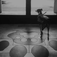 Claus Paws Animal Hospital ico
