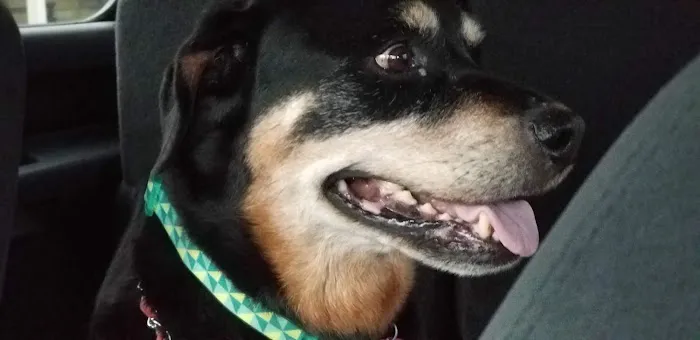 Claus Paws Animal Hospital 12