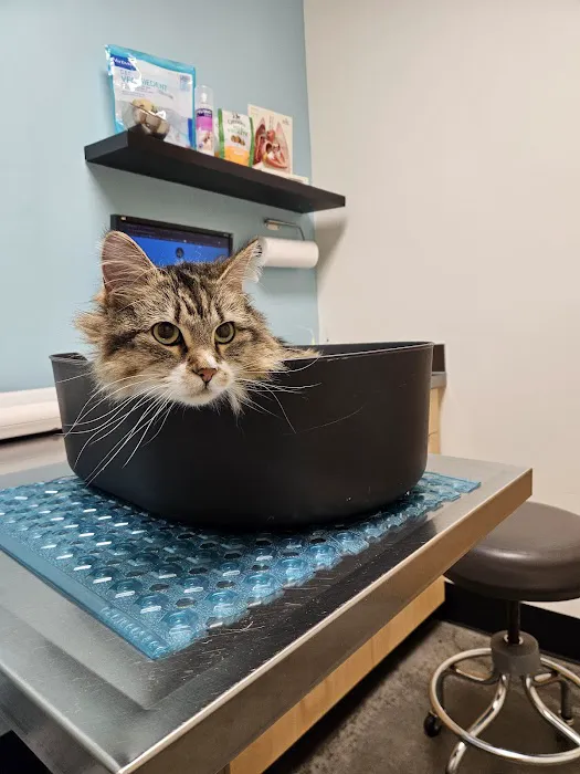 Pearl Animal Hospital 12