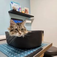 Pearl Animal Hospital ico