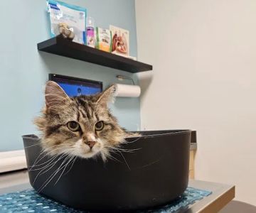 Pearl Animal Hospital