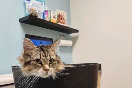 Pearl Animal Hospital