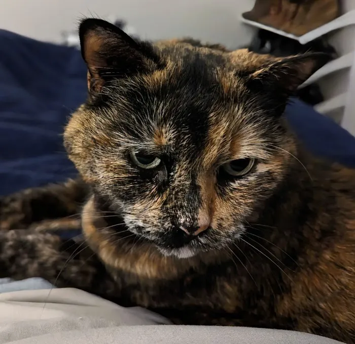 Pearl Animal Hospital 12