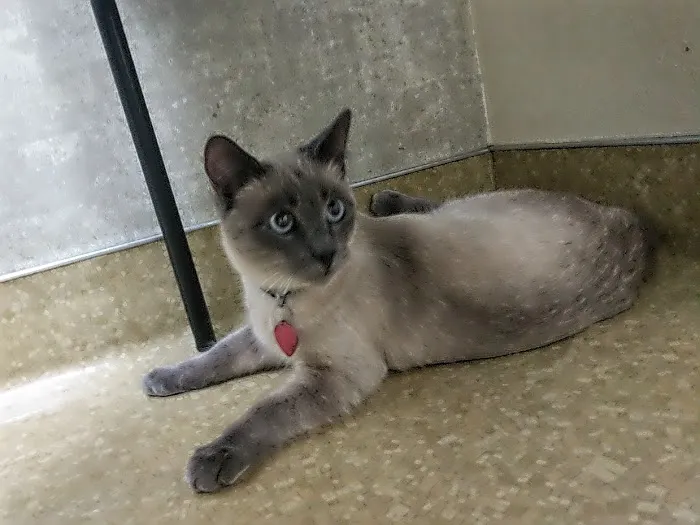 Fremont Veterinary Clinic 12