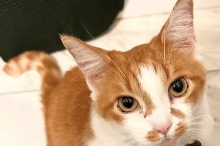 CVCA Cardiac Care for Pets