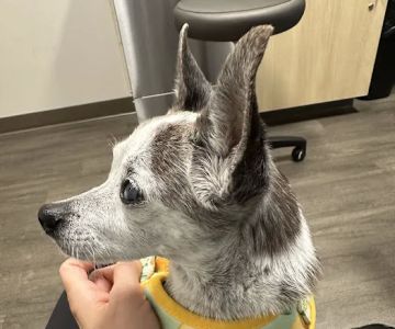 BluePearl Pet Hospital