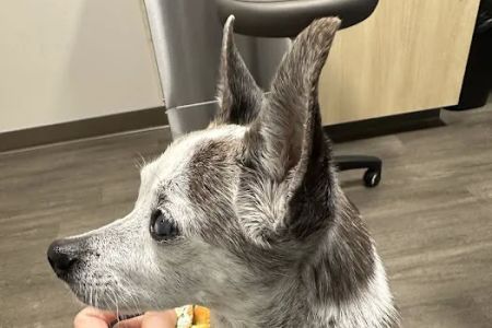 BluePearl Pet Hospital