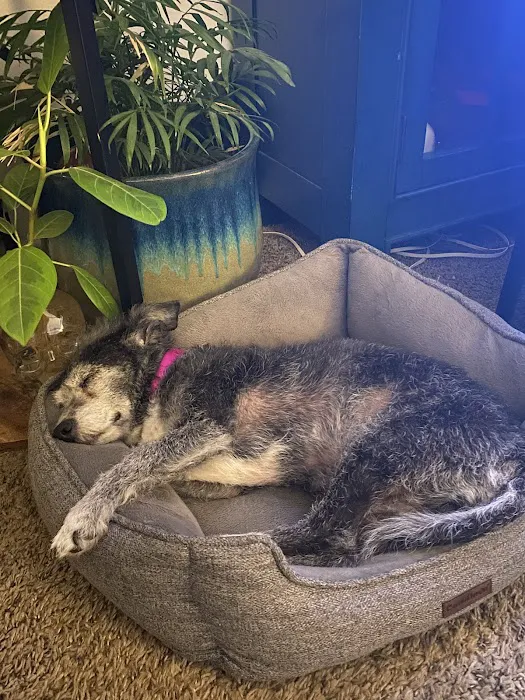 Brookhurst Animal Medical Center 8