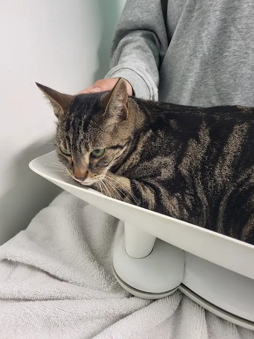 Brookhurst Animal Medical Center 2