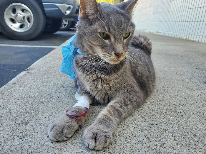 Brookhurst Animal Medical Center 6