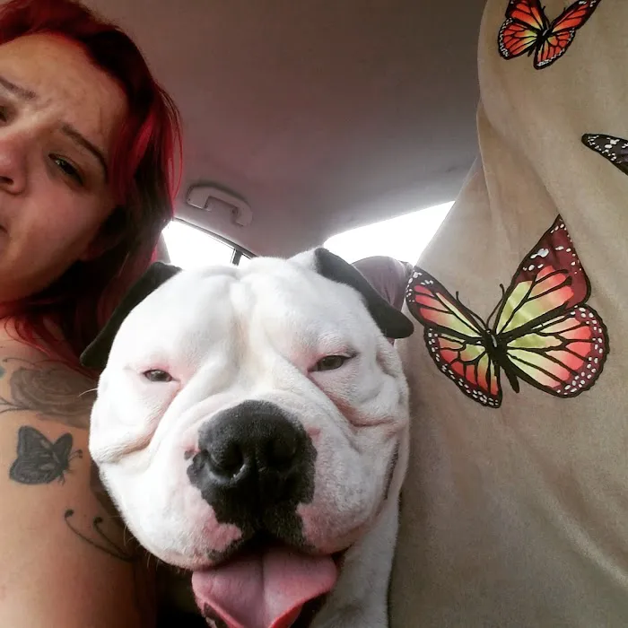 Brookhurst Animal Medical Center 10