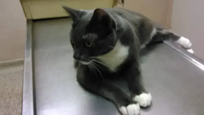 Garden Grove Dog and Cat Hospital 1