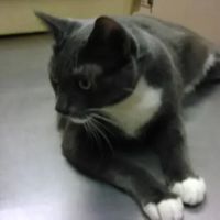 Garden Grove Dog and Cat Hospital ico